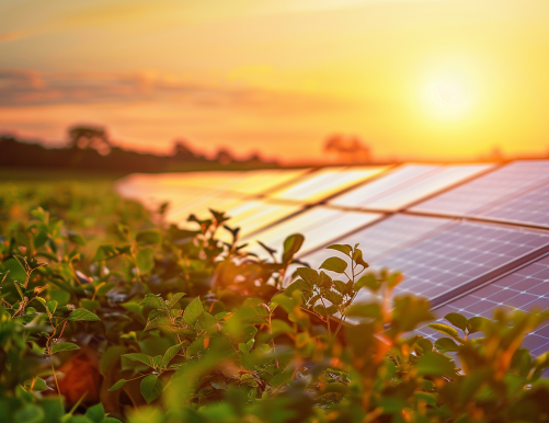 DIMOP pályázóknak